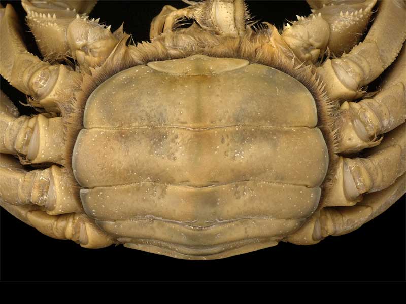 [erisin7]: <i>Eriocheir sinensis</i>: broad, U-shaped abdomen of adult female crab to protect eggs.