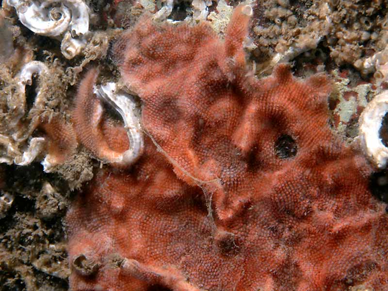 Modal: <i>Escharoides coccinea</i> colony with <i>Spirorbis </i>spp. on the Scylla reef, Whitsand Bay, Cornwall.