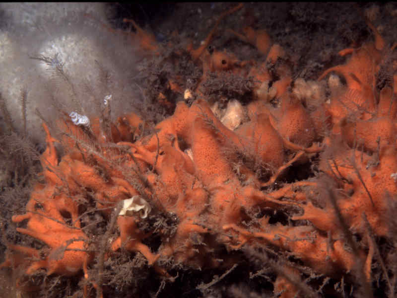 Image: Amphilectus fucorum at Battery Buoy, Plymouth Sound.
