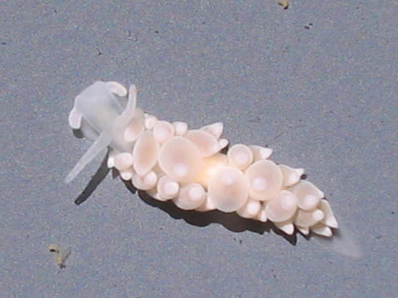 [eubfar]: A white colour morph of<i> Eubranchia farrani</i>.