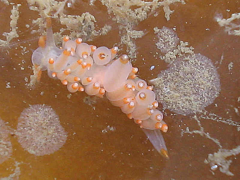 [eubfar3]: <i>Eubranchus farrani</i> orange and white colour morph on sugar kelp.