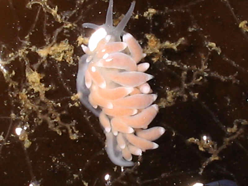 Modal: <i>Eubranchus farrani </i>pale orange/pink colour morph with <i>Obelia</i> sp. on kelp frond.