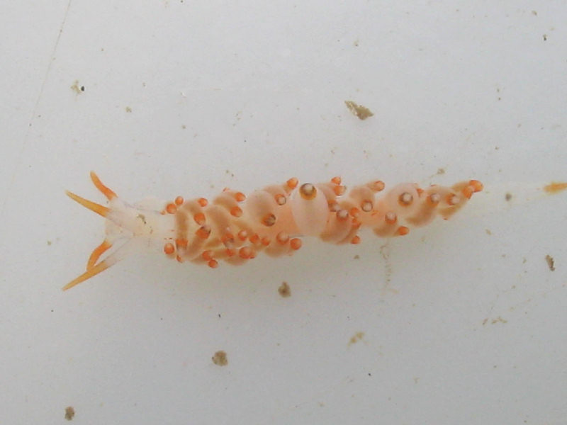 [eubfar6]: <i>Eubranchus farrani</i> orange and white colour morph.