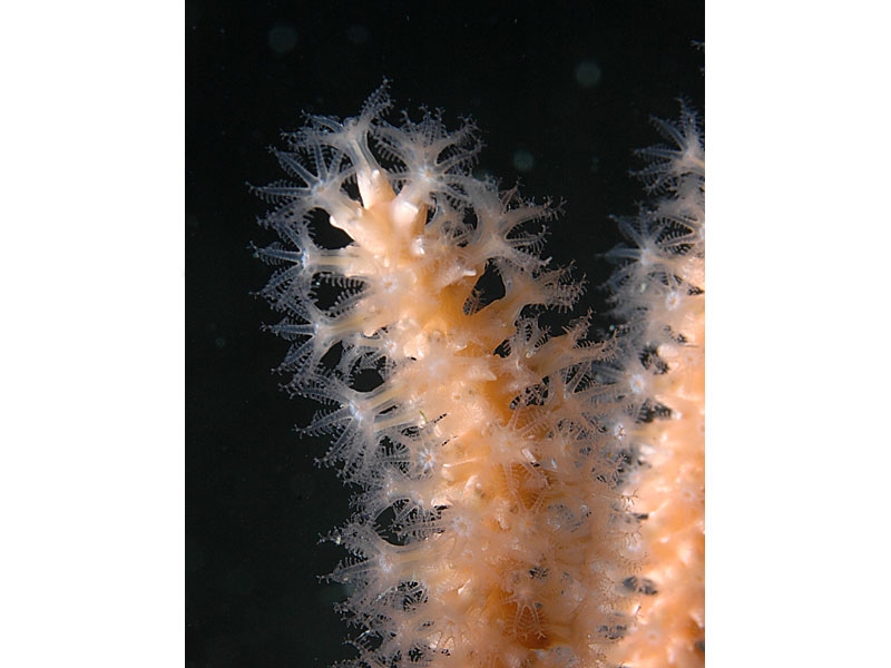Close up of Eunicella verrucosa with polyps extended at Hand Deeps, Plymouth.