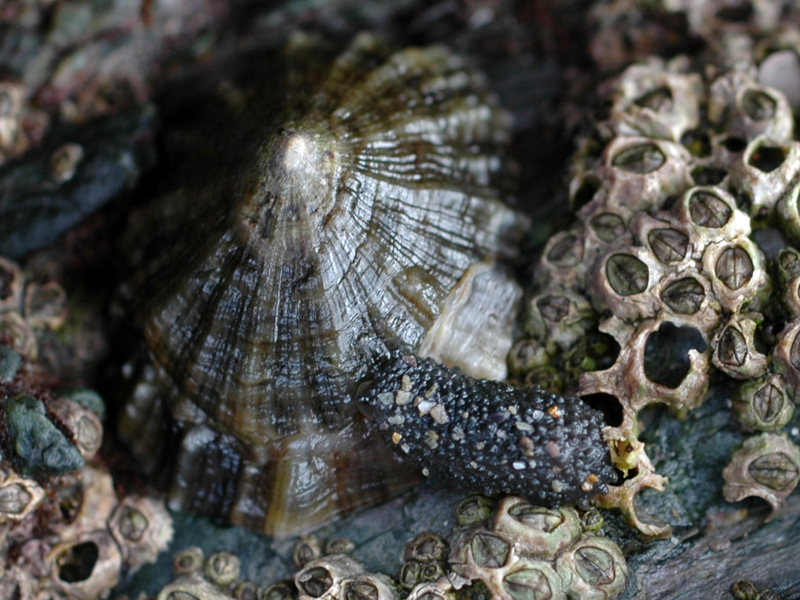 [fcrouch20100811_11]: <i>Onchidella celtica</i> besides a limpet and barnacles.
