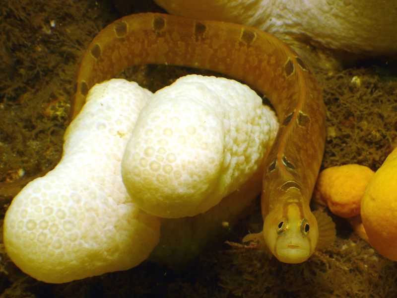 Pholis gunnellus surrounded by dead man's fingers.