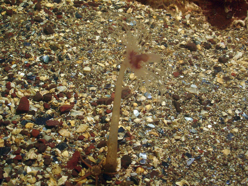 [fcrouch20100811_6]: <i>Corymorpha nutans</i> on shelly sand.