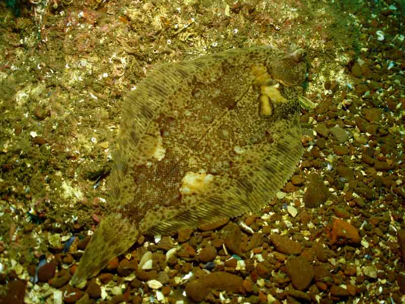 Modal: A lemon sole camouflaged against the seafloor. St Abb's, Scotland.