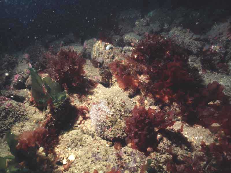 Modal: <i>Cryptopleura ramosa</i> and horse shoe worms on shallow boulders.