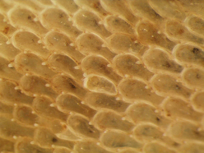 Modal: Close up of <i>Flustra foliacea</i> zooids.