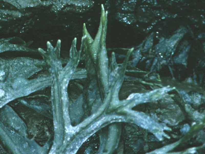 Modal: Detail of frond of <i>Fucus ceranoides</i>.