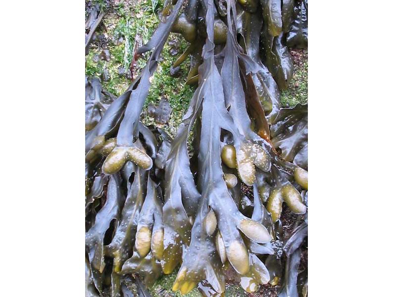 Modal: Drooping <i>Fucus spiralis</i> on a rocky shore.