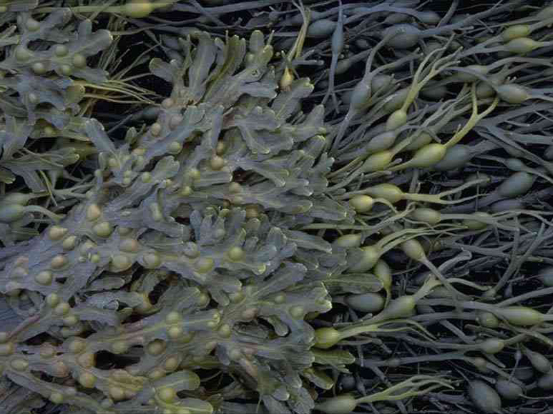 Modal: <i>Fucus vesiculosus</i> (on left) with <i>Ascophyllum nodosum</i>.