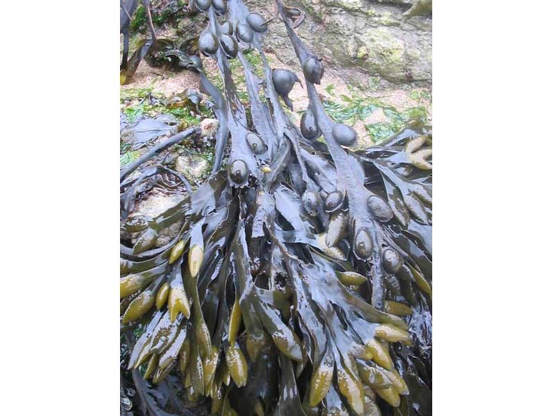 Fucus vesiculosus hanging over a large rock.