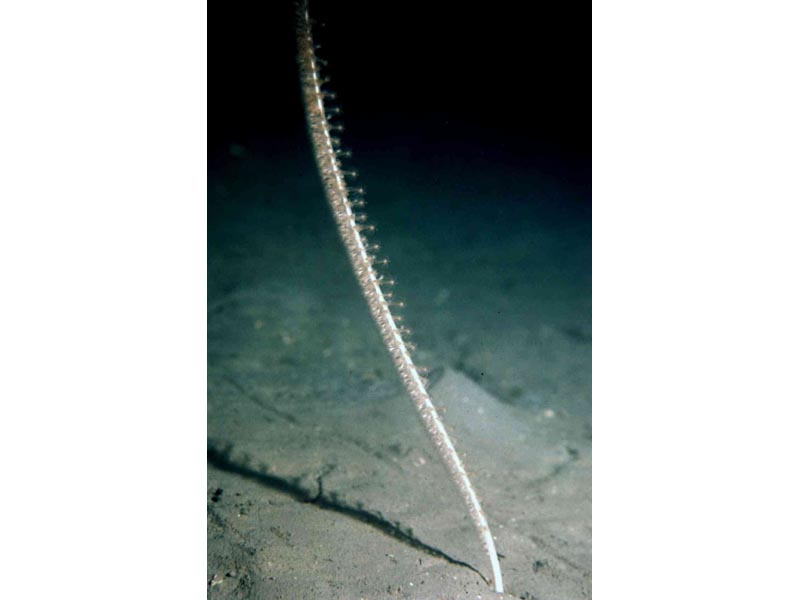 [funqua]: <i>Funiculina quadrangularis</i>, tall sea pen.