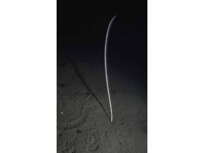 Image: The tall sea pen Funiculina quadrangularis at 20 m depth in Loch Duich.