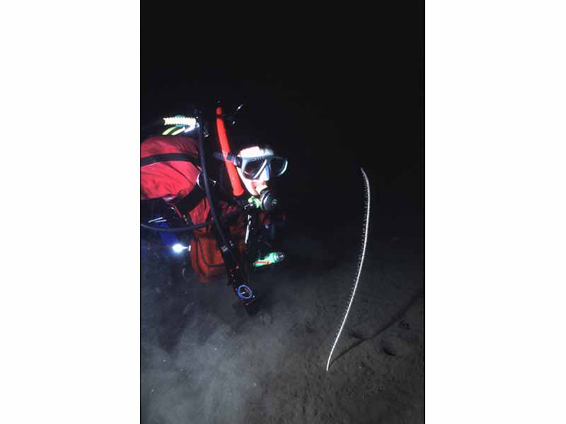 Modal: Diver and the tall sea pen <i>Funiculina quadrangularis</i> at ca 20 m depth in Loch Duich