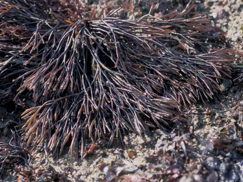 [furlum]: The seaweed <i>Furcellaria lumbricalis</i>, plant with fertile branches.