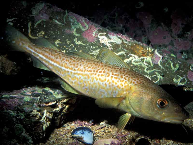 [gadmor]: The Atlantic cod <i>Gadus morhua</i>.