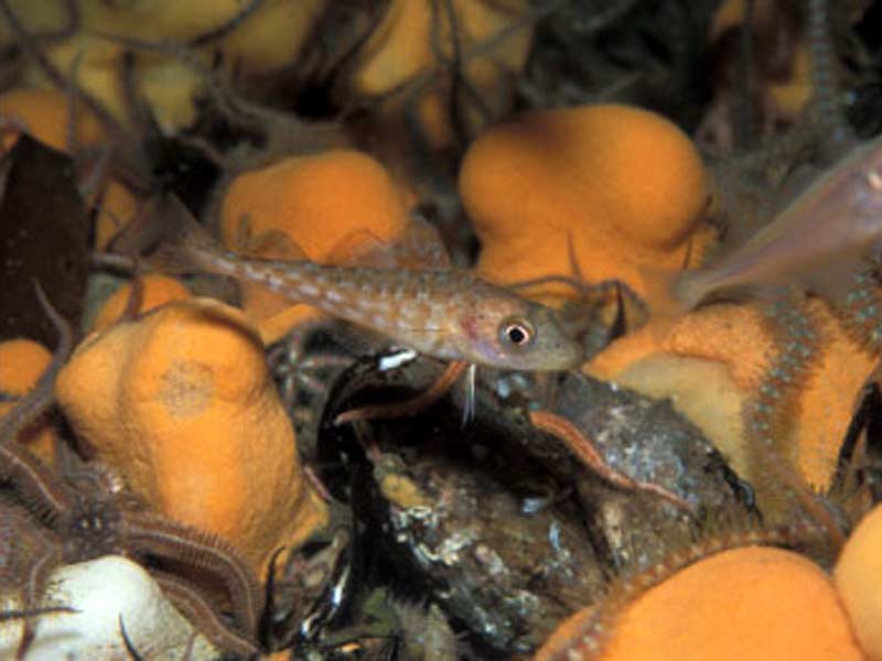 [gadmor2]: Juvenile Atlantic cod (centre) over horse mussel bed.