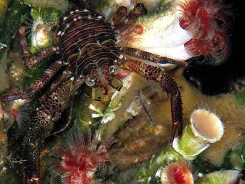 [galsqu]: A squat lobster <i>Galathea squamifera</i>.