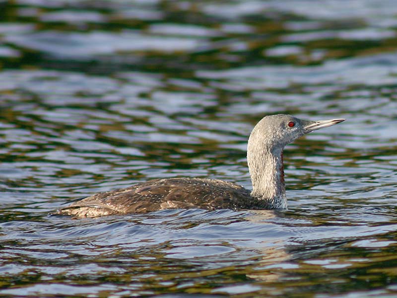 The red throated loon, Gavia stellata.