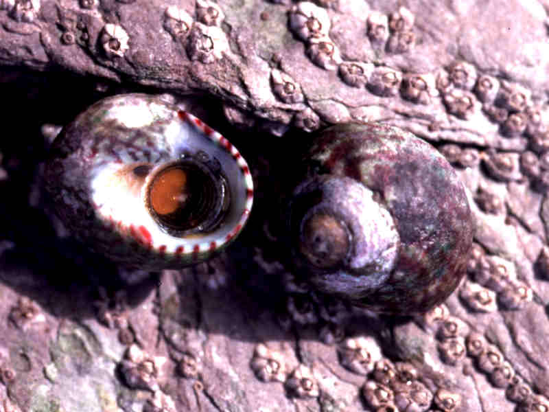 Gibbula umbilicalis, flat top shell.