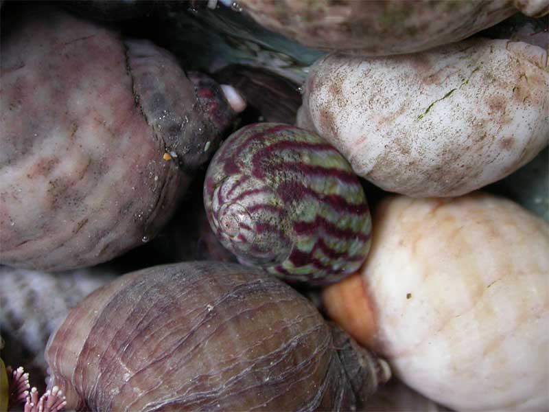 The topshell Gibbula umbilicalis amongst dog whelks.