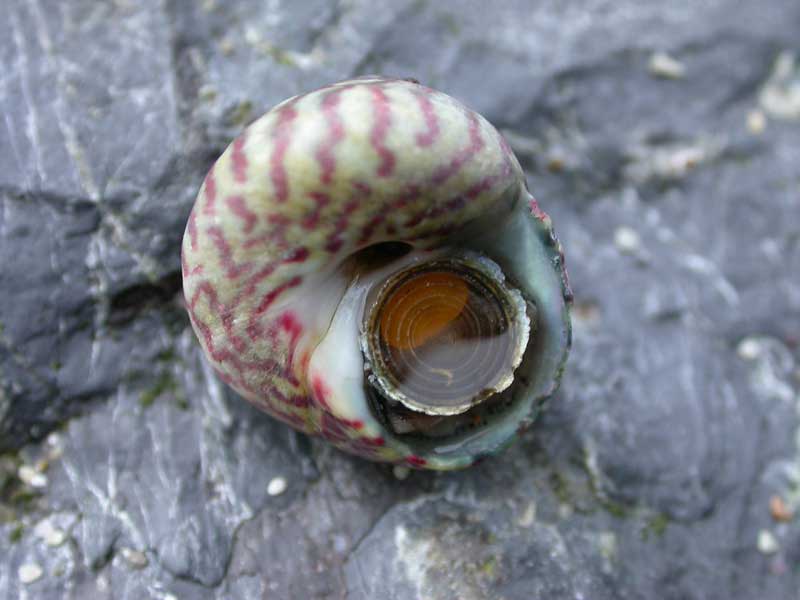 Modal: The topshell <i>Gibbula umbilicalis</i> upturned on a rock.