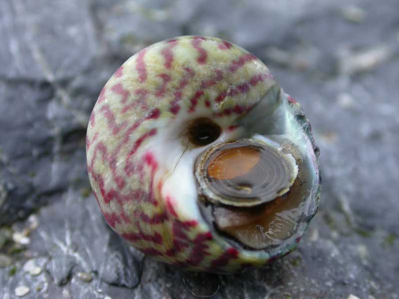 [gibumb5]: The topshell <i>Gibbula umbilicalis</i> upturned on a rock showing its operculum.