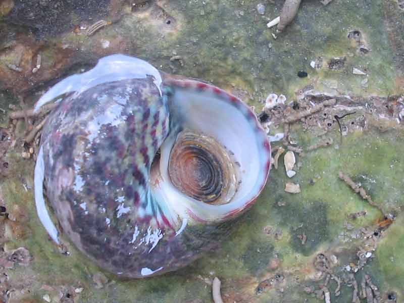 Underside of Gibbula umbilicalis showing the operculum.