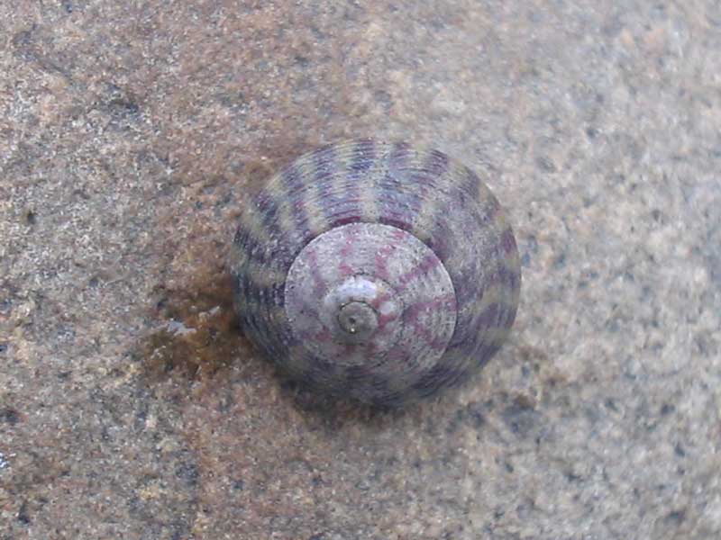 Lone Gibbula umbilicalis on a rock.