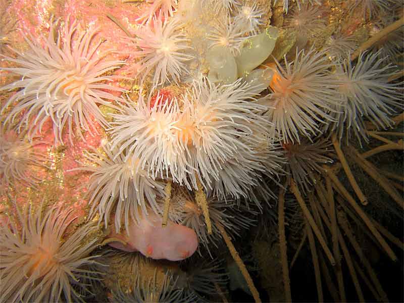 A collection of anemones amongst Sabella pavonina.