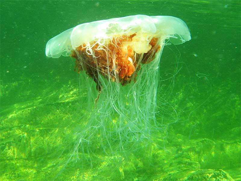 [glang20110119_2]: A Lion's mane jellyfish near the surface.