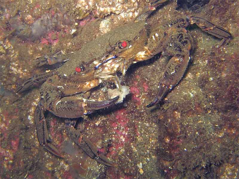 Image: A feeding velvet swimming crab.