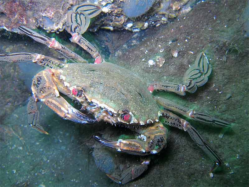 Modal: A velvet swimming crab.