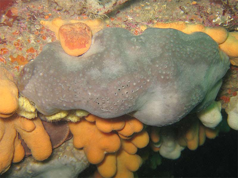 Pachymatisma johnstonia growing amongst Alcyonium digitatum.