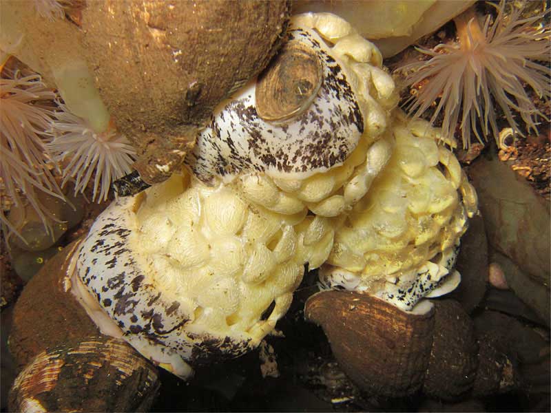 Modal: Three spawning <i>Buccinum undatum</i> with Sea Loch anemones