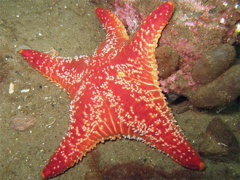 Image: Porania (Porania) pulvillus red cushion star