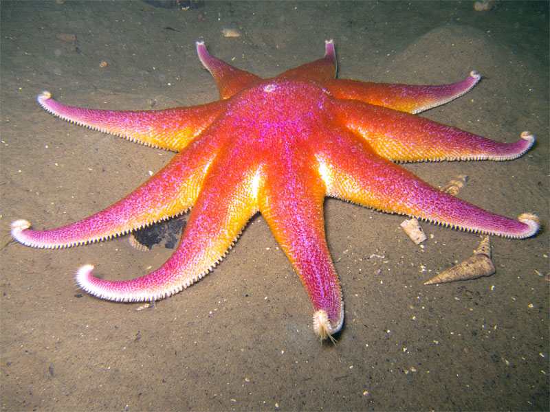 [glang20110515]: <i>Solaster endeca</i> Purple Sea Star with a few cone shells