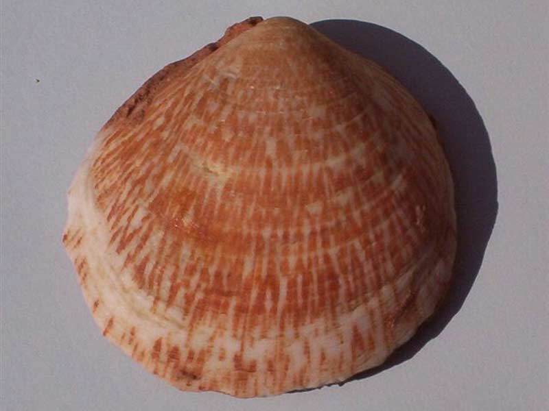 Modal: Shell of the dog cockle <i>Glycymeris glycymeris</i>.