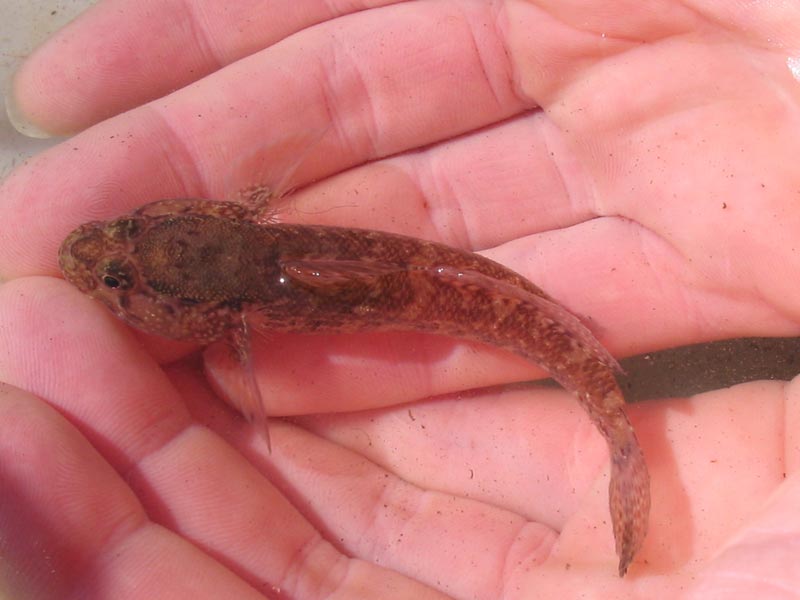 Modal: Small <i>Gobius paganellus</i> in a hand.
