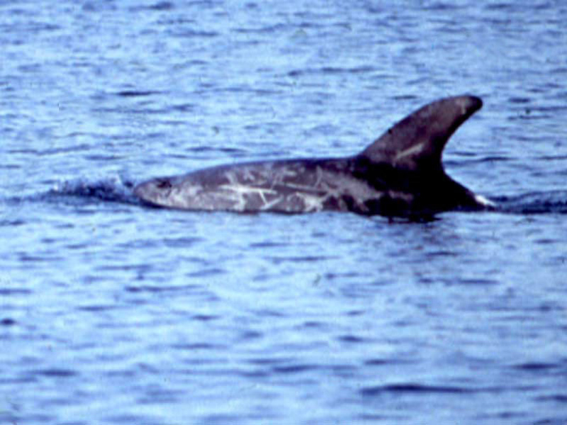 [gragri]: Risso's dolphin at Coverack.
