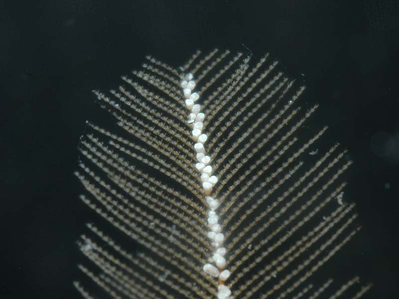 Modal: Close up view of <i>Gymnangium montagui</i> at an aquarium.