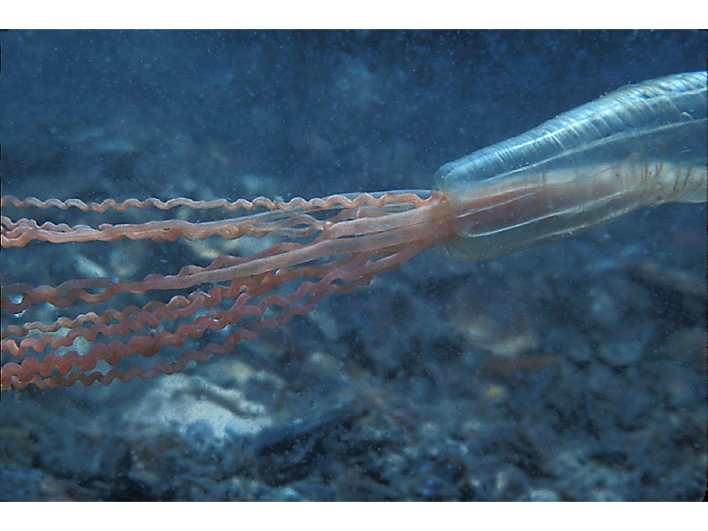 Taken on a night dive, Halcampoides abyssorum retracting back into the gravel on the south side of  at Knoll Pins, Lundy.