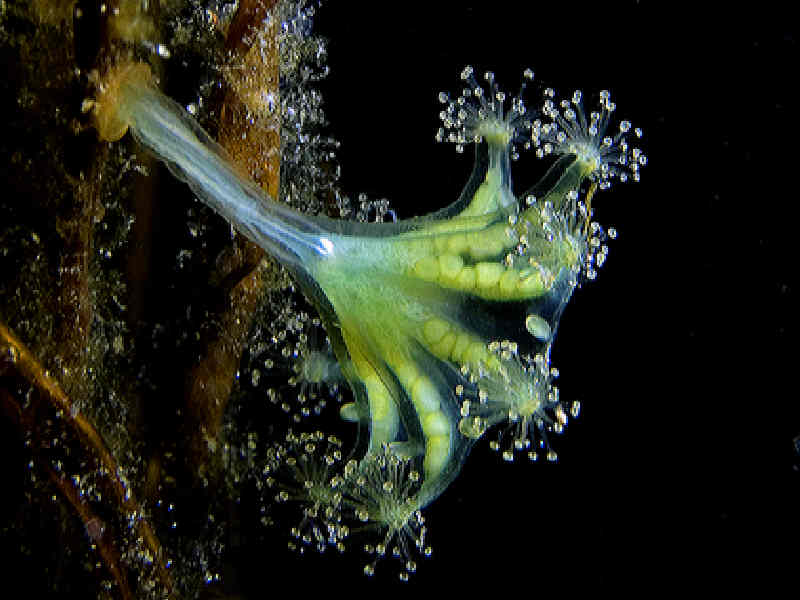 [halaur]: The kaleidoscope jellyfish <i>Haliclystus auricula</i>.