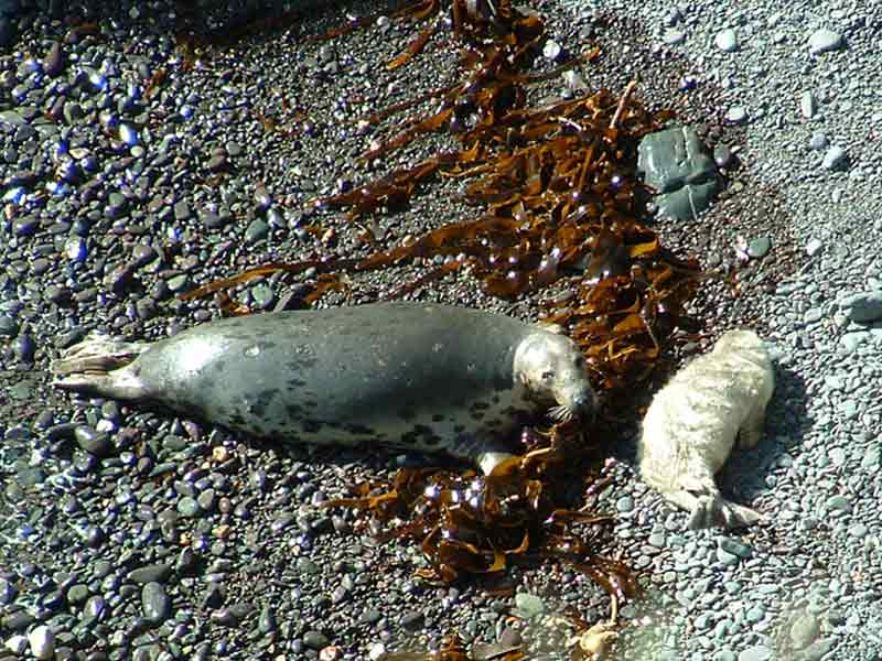 Image: The grey seal Halichoerus grypus with pup, Skomer.