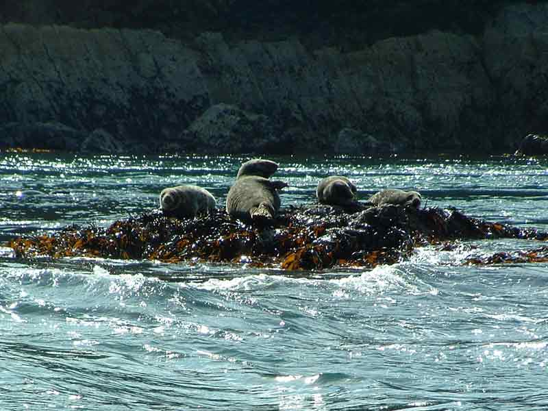 The grey seal Halichoerus grypus basking on haul-out.