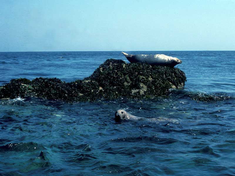 Two Grey seals hauled out on rocks.