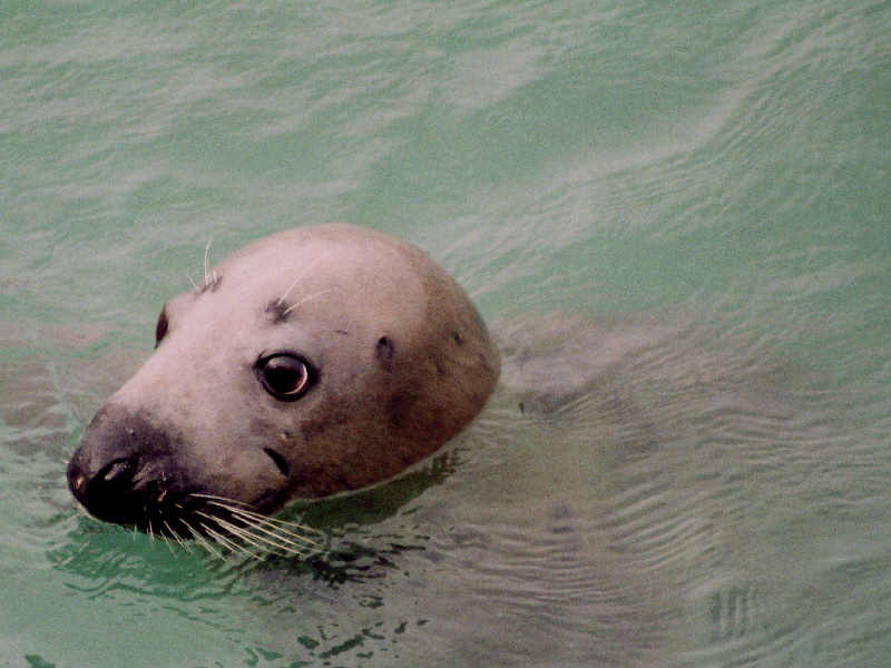Image: The Grey seal Halichoerus grypus .